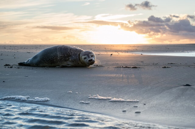 Seehund auf einer Sandbank bei Sonnenuntergang