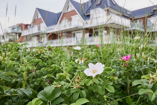 Blumen im Vordergrund mit dem Haus Seedüne im Hintergrund