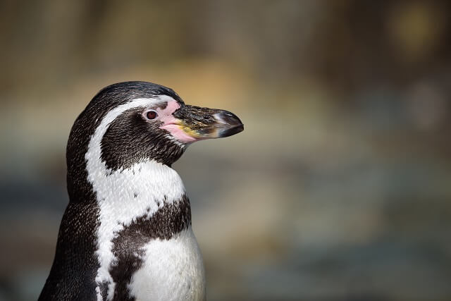 Kaiserpinguin im Kurpark in Döse 