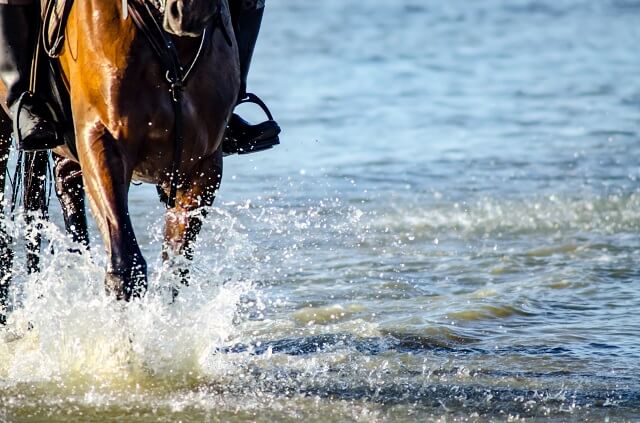 Pferd wird durch die Nordsee geritten