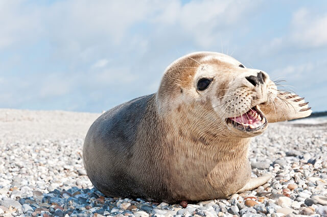 Eine Robbe liegt am Strand und dreht sich